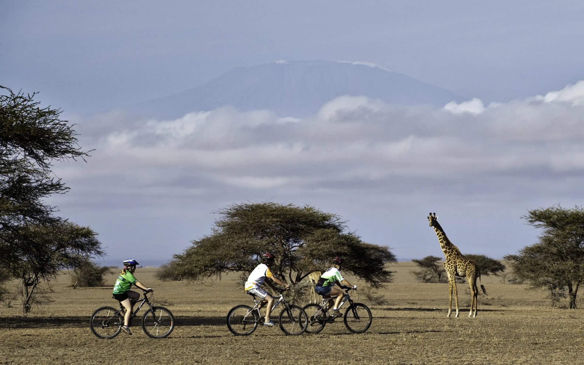 A family cycle past a giraffe in Ol Donyo National Park