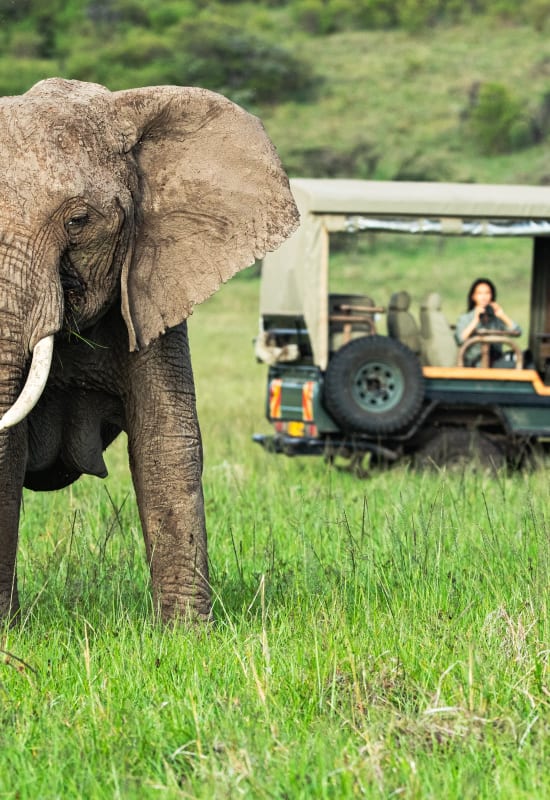 An elephant stands ahead of a 4x4 game vehicle during a private safari by the lodge.