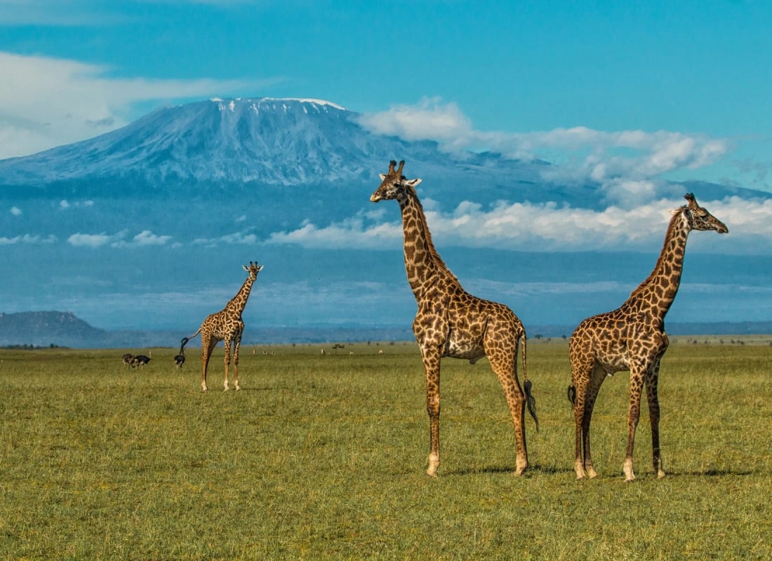Three giraffes stand ahead of the huge peak of Mount Donyo during an especially sunny day.