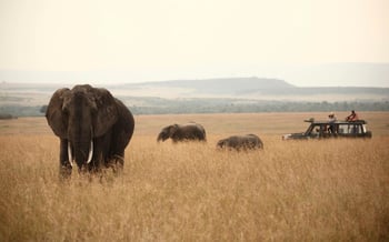A safari vehicle is surrounded by elephants in the Masai Mara, Kenya.