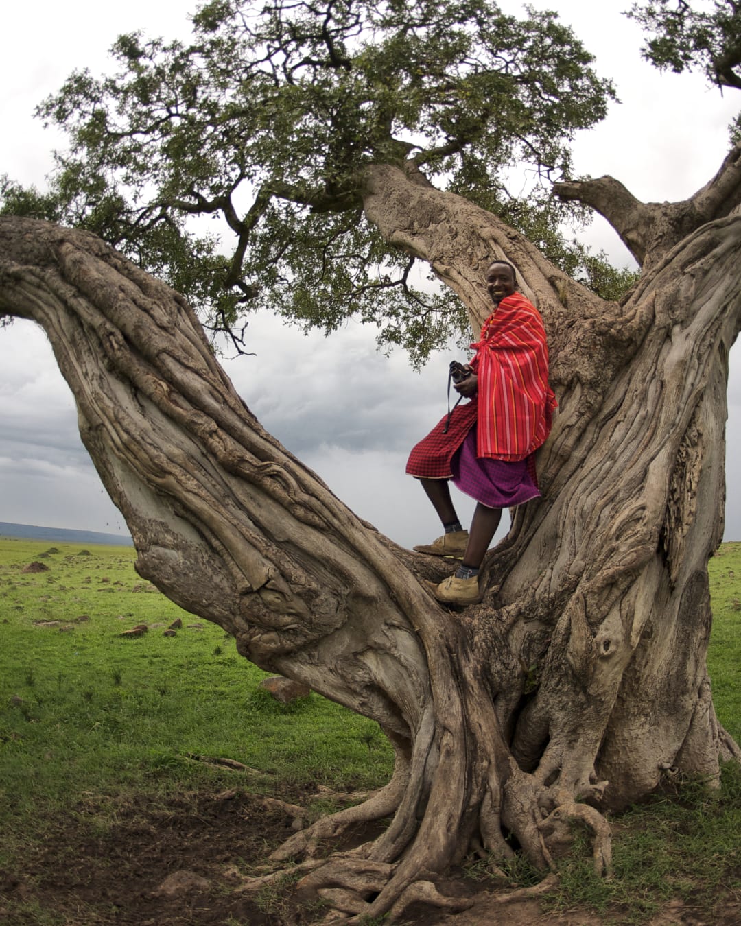 A local tribe guide stands in a tree in red robes in Rekero Camp, Masai Mara, Kenya. 