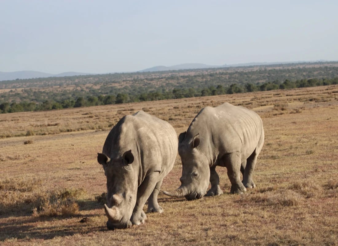 Rhinos_kenya_derek_and_colleen