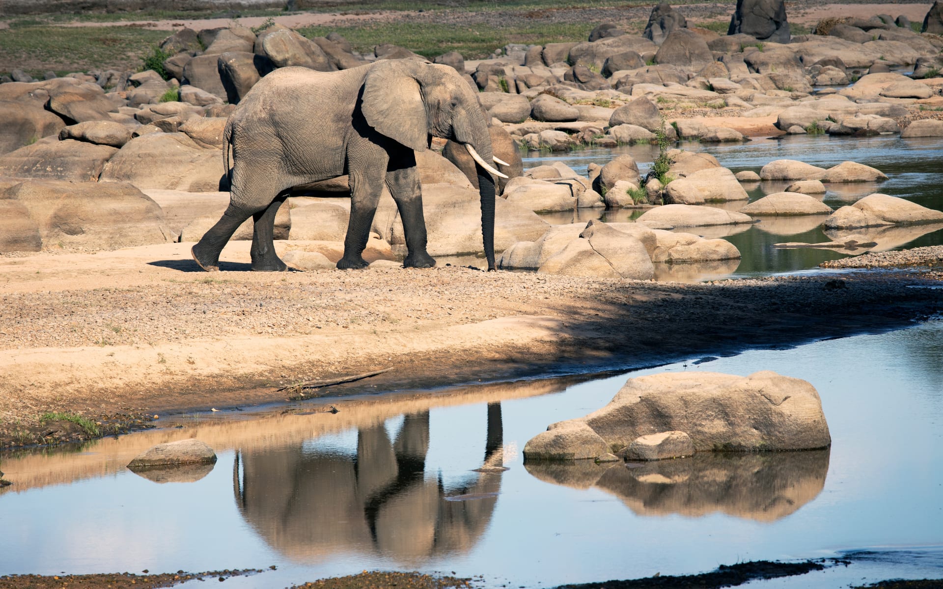 A young elephant wanders the river banks in Ruaha National Park. You can see its reflection in the river.