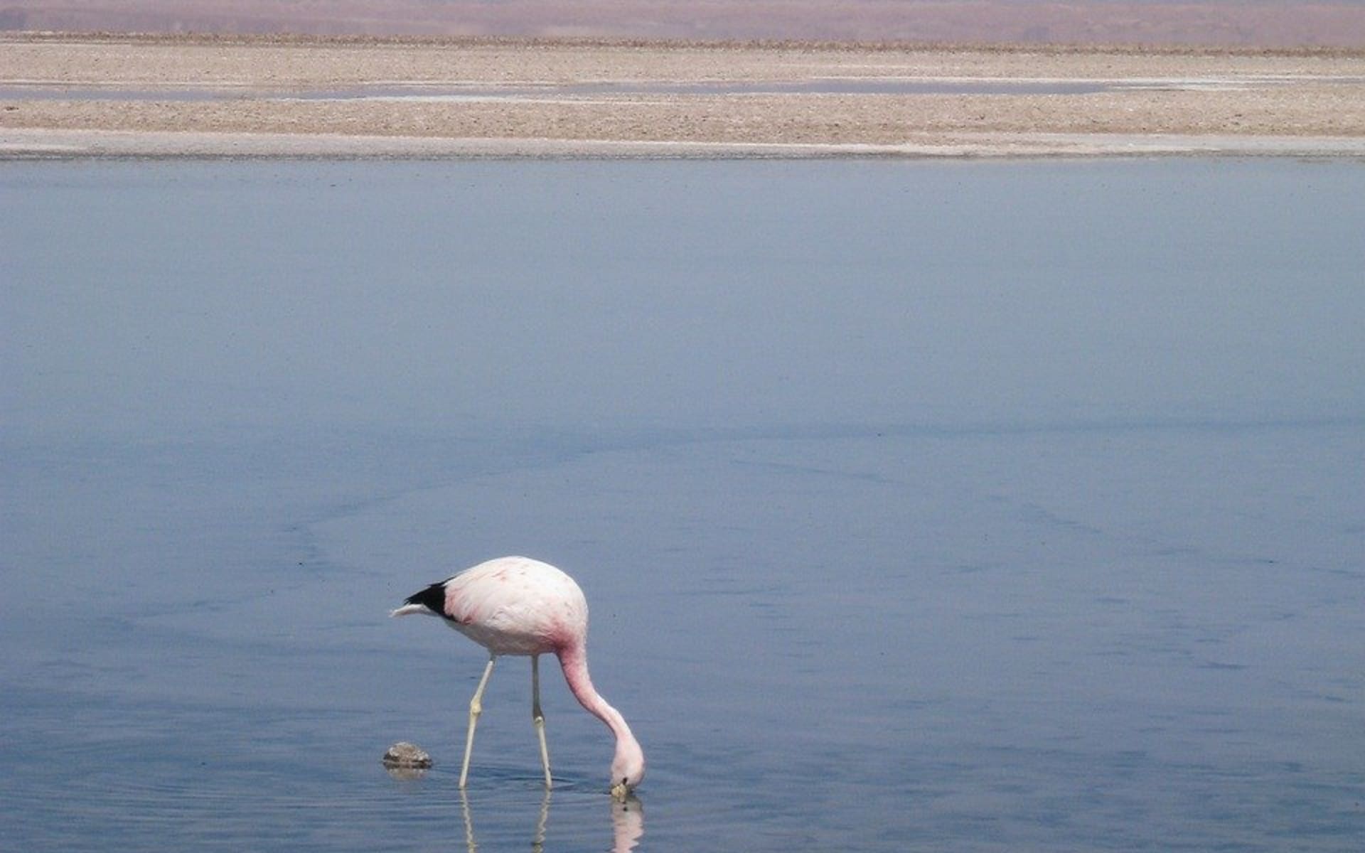 A Flamingo drinking in a Salt lake.