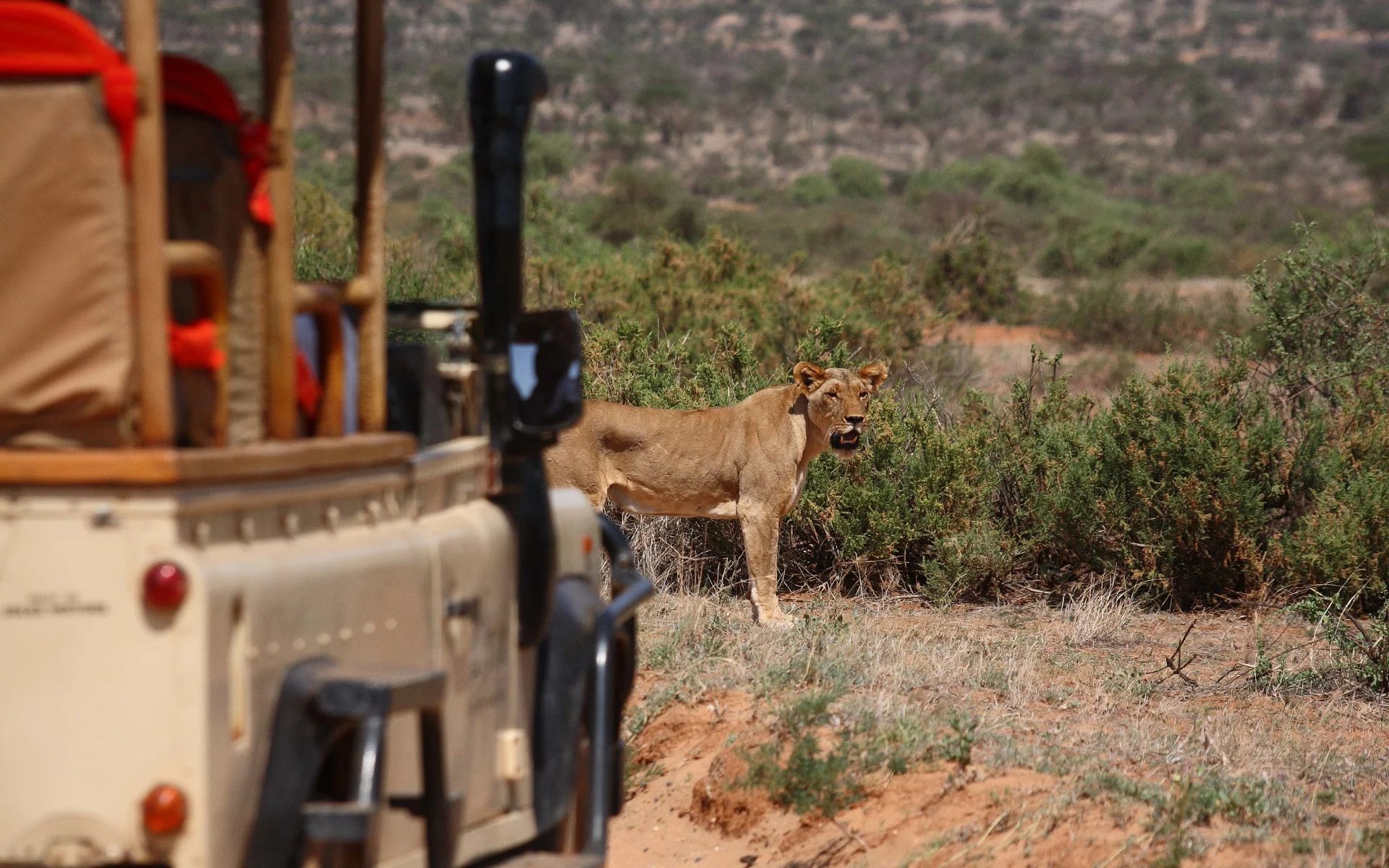 A lion is standing in front of a safari vehicle.