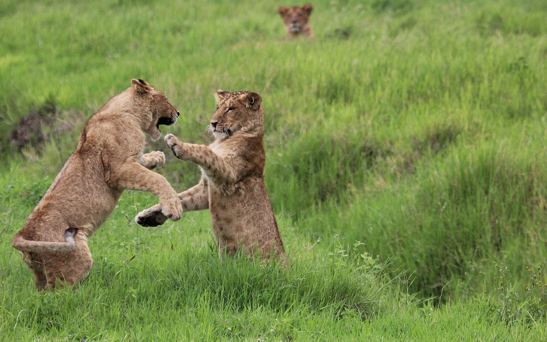 Serian_the_original_kenya_AB_Lion_Cubs_playing_ypjcel