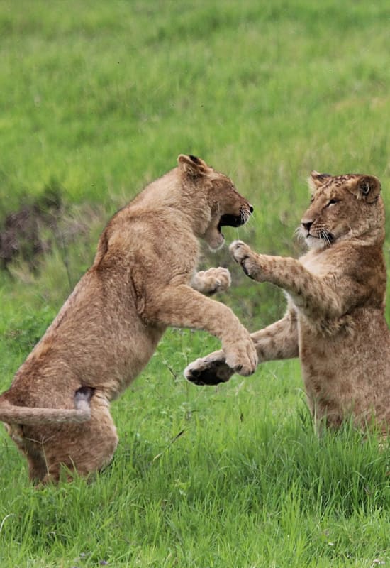 Two lion cubs play in the Borana Conservancy bush.