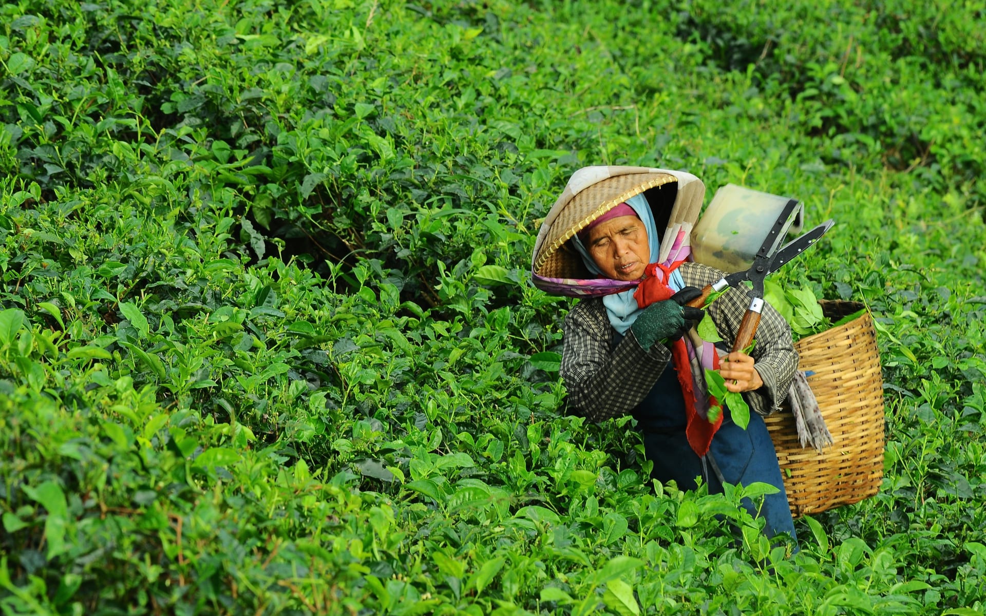 Sri_Lanka_Tree_Plantation_Free_Stock_Image_Unsplash_2015_CCDanurwendho_Adyakusuma-dYxx-jPaF34_tphpmd