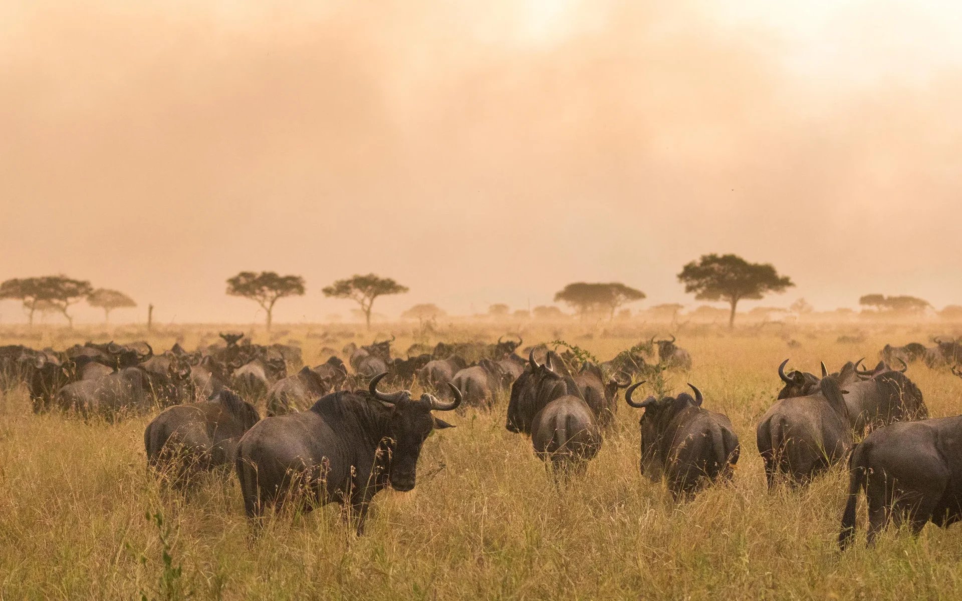 A group of wildebeest stand in the Serengeti in Tanzania, gazing back at the camera.