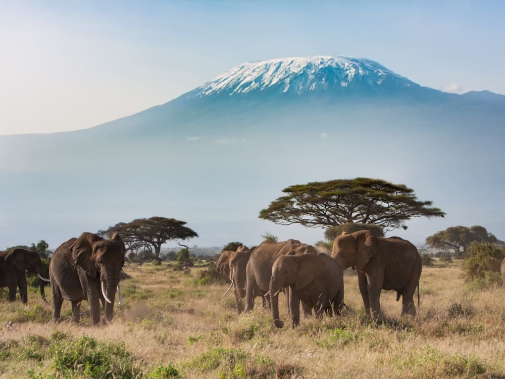 Tanzania_elephants_mount_kilimanjaro_view_aey4yj-1