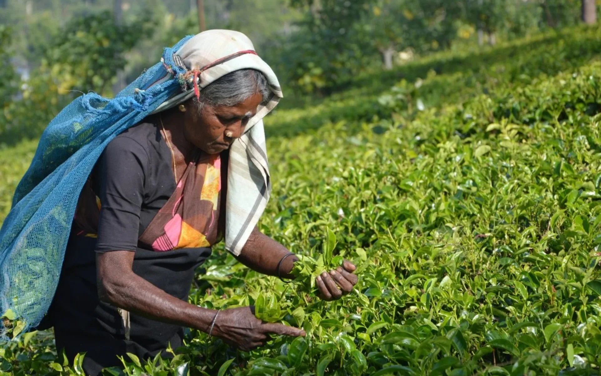 A lady is collecting tea leaves in Sri Lanka.