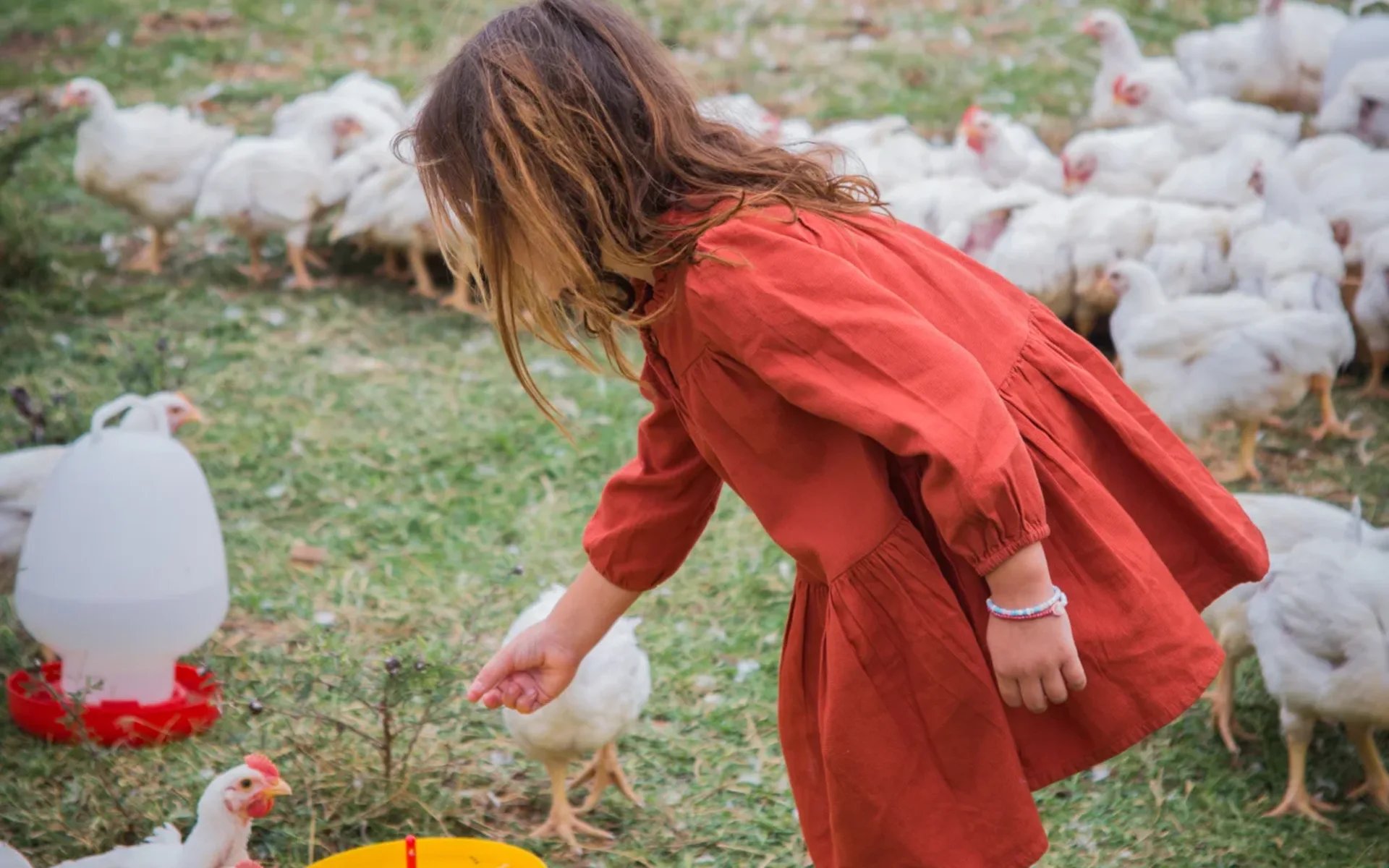 A little girl is feeding chickens. 