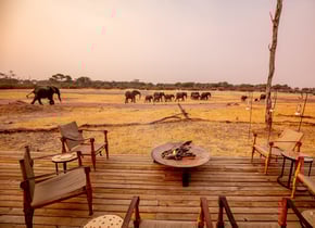 The_hide_zimbabwe_elephants_