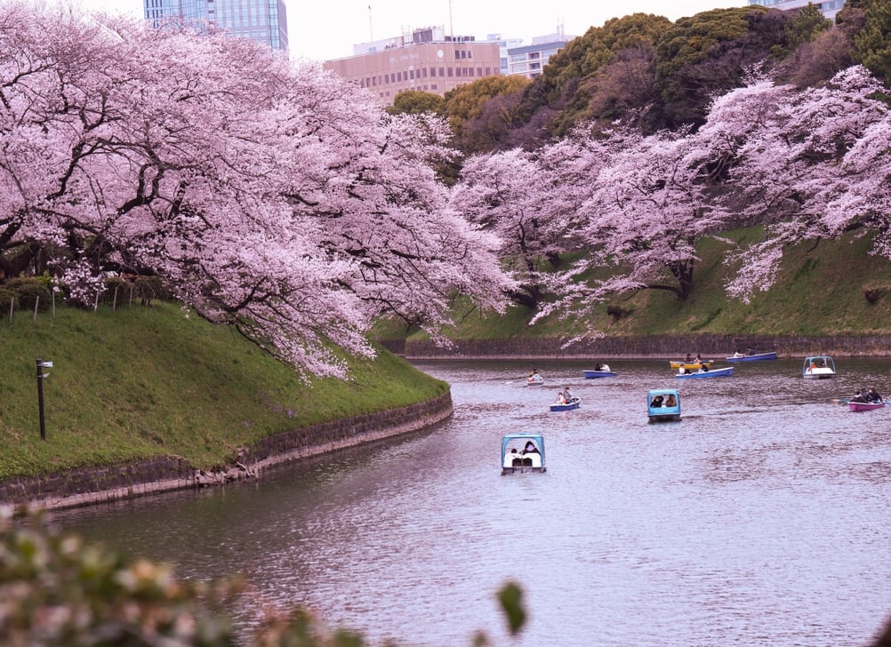 Tokyo_Cherry_Blossoms_CCKeshab_Basnet_Pexels_yhelrh-1