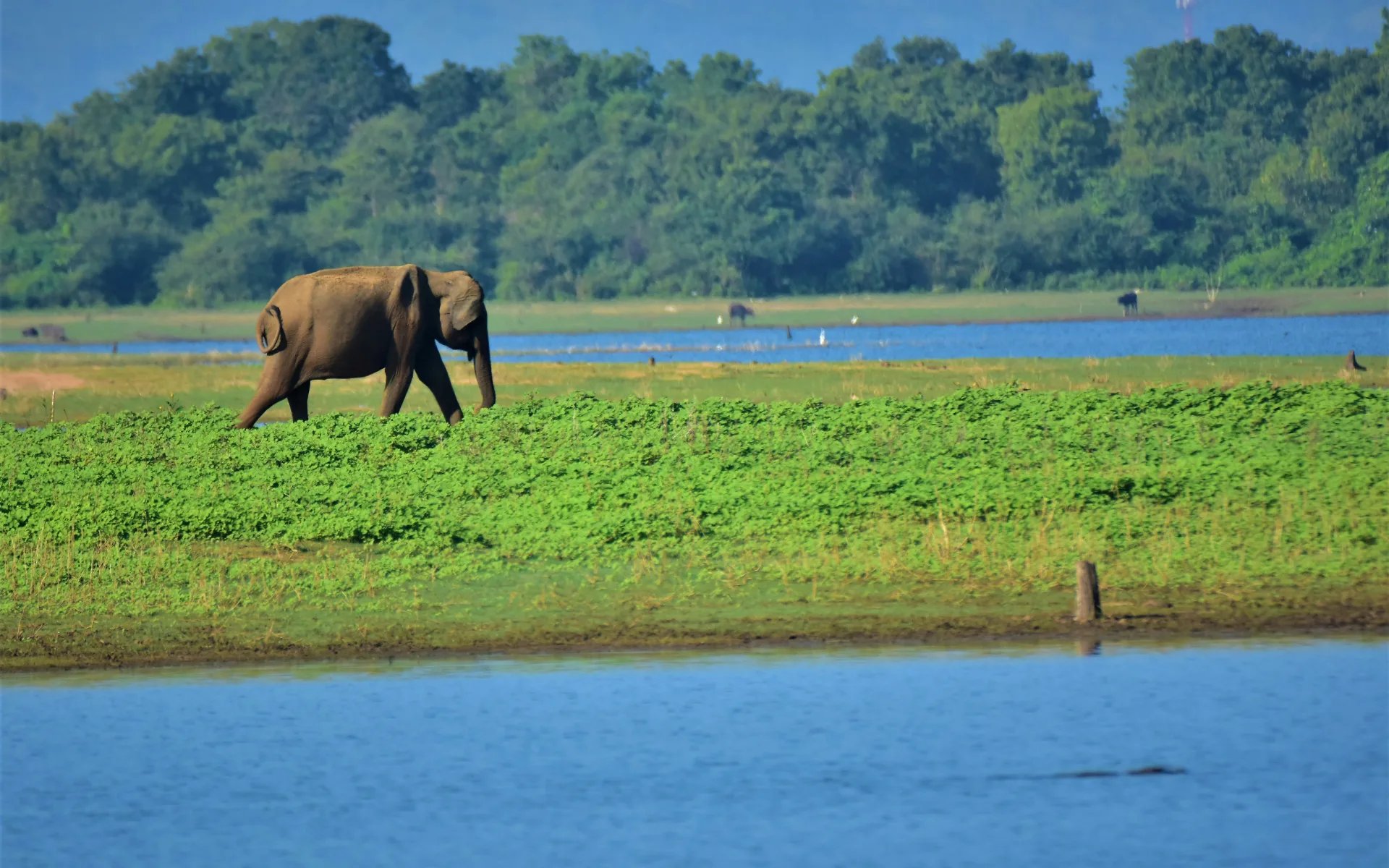 A large elephant is walking across a lush green field.