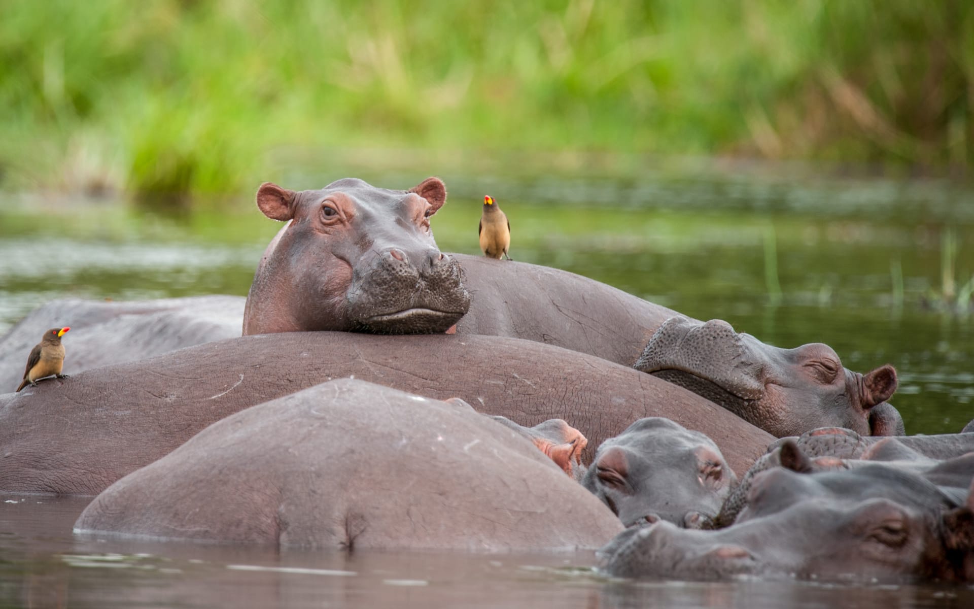 Uganda_hippo_relaxing_murchison_falls_q7v4my