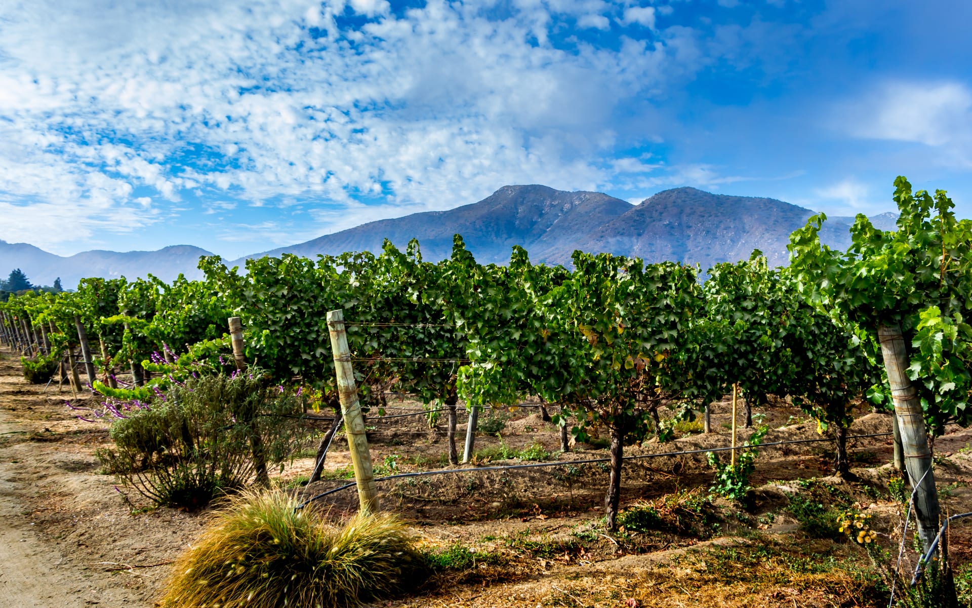 Vineyard landscape in Casablanca Valley, Chile.