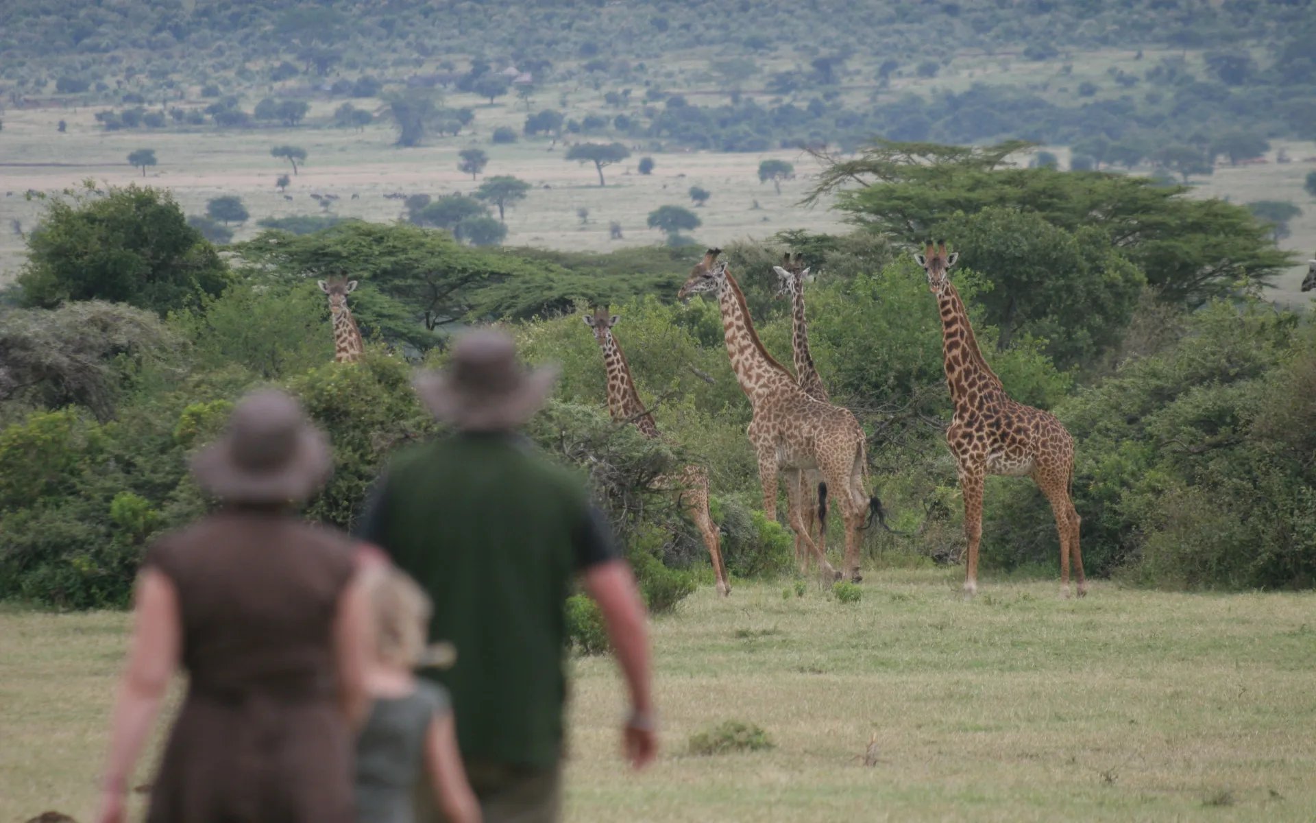 A man is standing in the bush watching giraffes. 