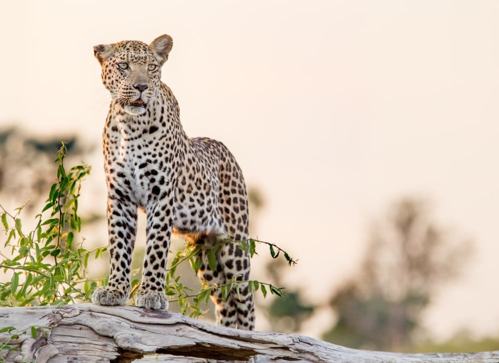 botswana_leopard_deon-de-villiers-KOrgMan6xjQ-unsplash_tf9qbn-1