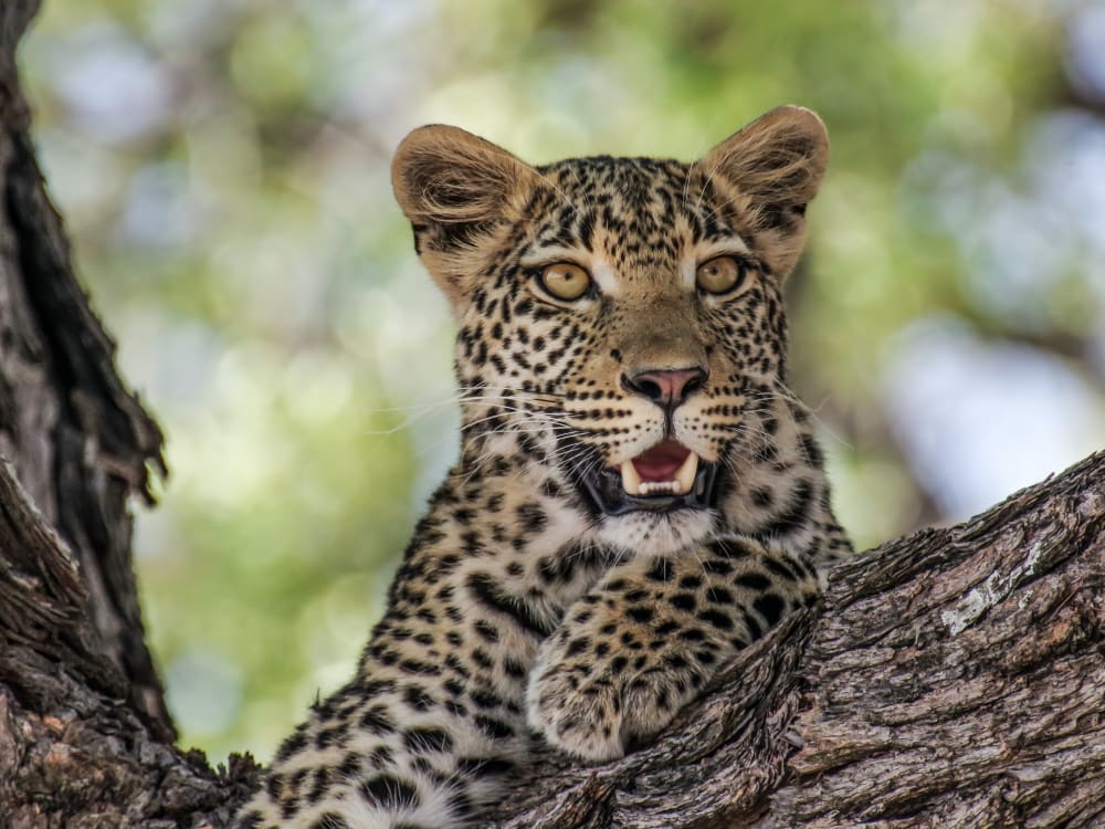 botswana_leopard_unsplash_ot9gtf-2
