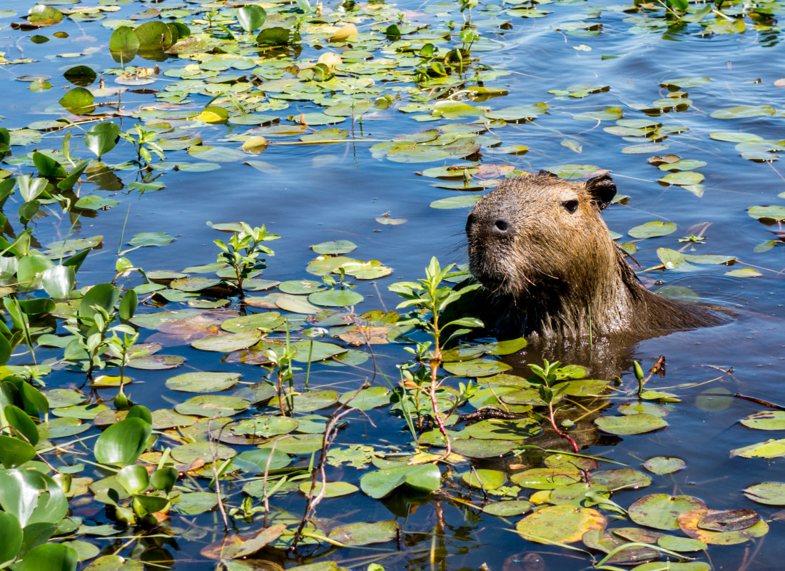 A capybara sticks its head up from the plant-covered waters of the Ibera Wetlands.