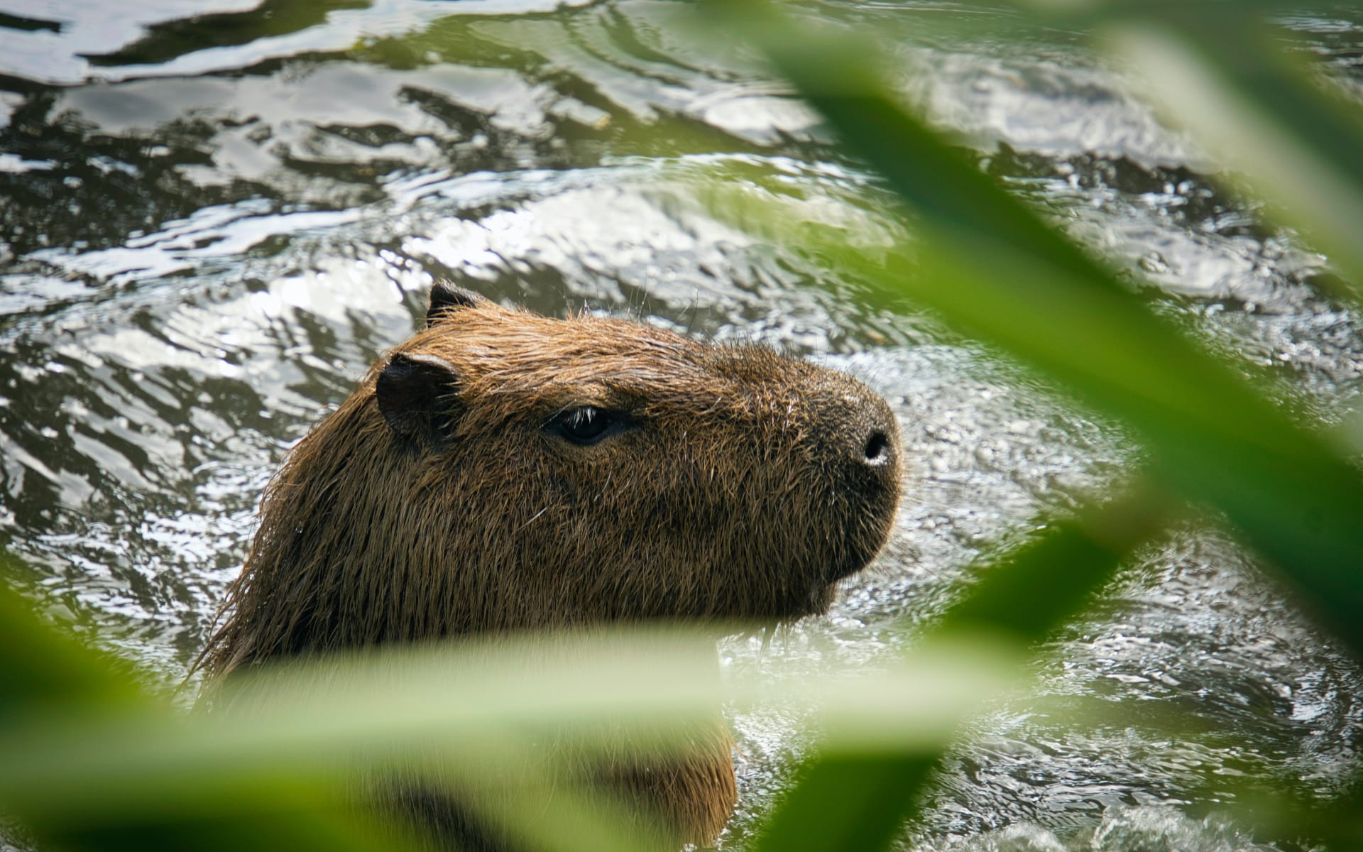 capybara_pexels_cbxoc7