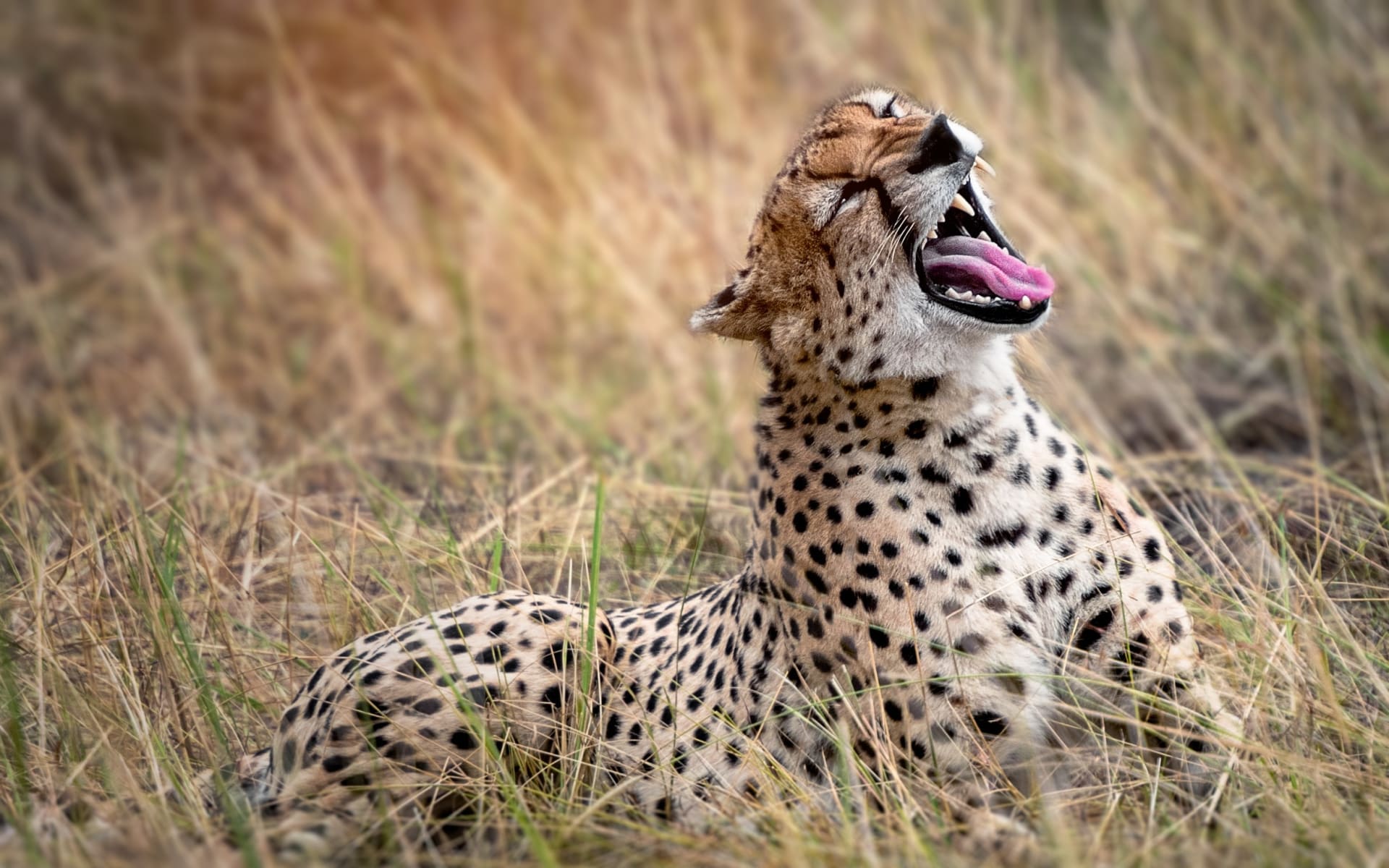 cheetah_tanzania_unsplash_vt3uku-1