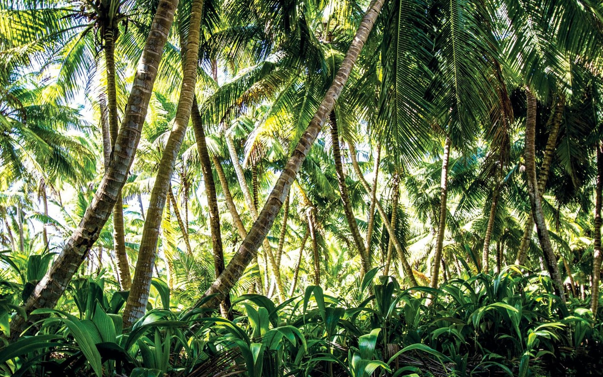 coconut-plantation_womthf