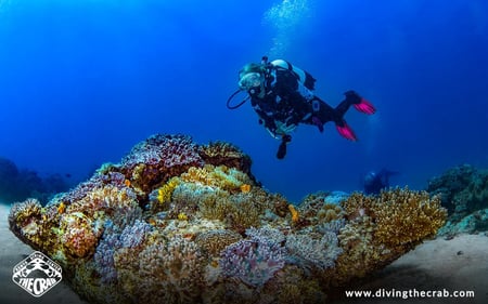 A diver is exploring the coral reef at The Sands at Nomad. 