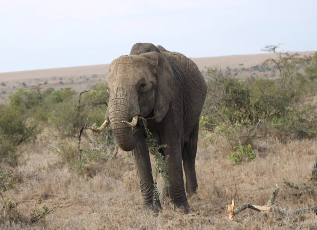 elephants_kenya_derek_colleen
