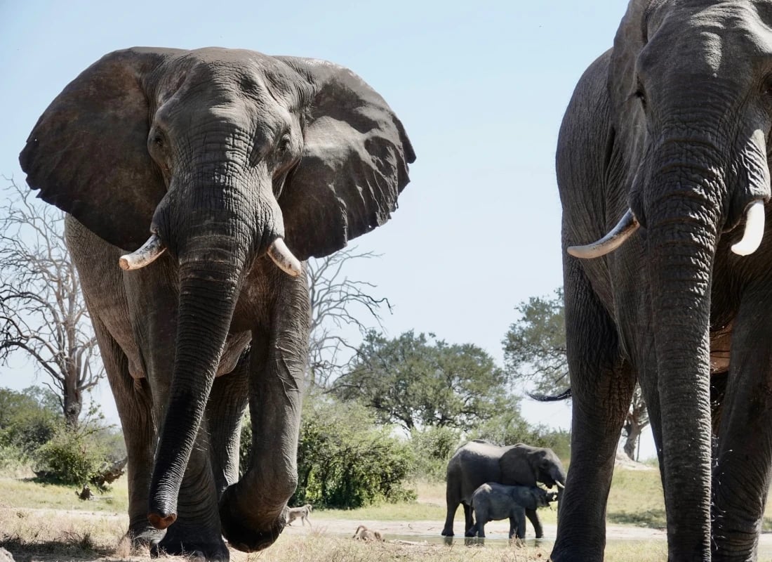 elephants_zimbabwe_leonie_photos