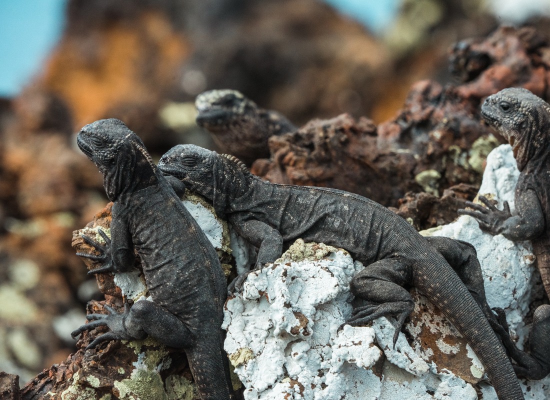 galapagos_pauline_steines_unsplash_utog4t-3