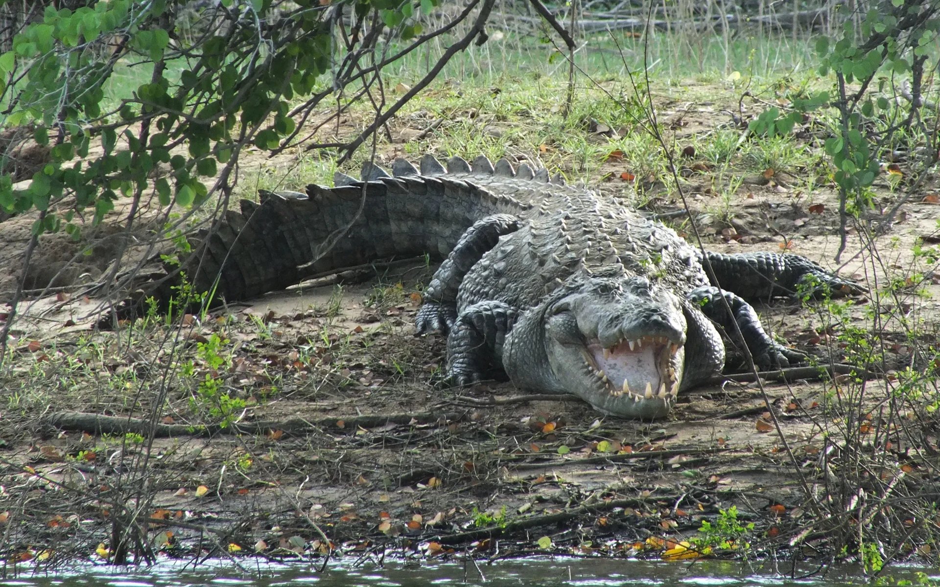 A crocodile in Gal Oya National Park.