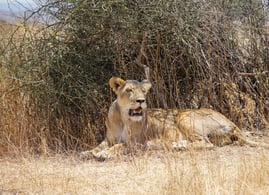 gary_yasmin_honeymoon_tanzania_lion