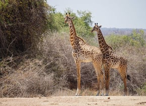 gary_yasmin_tanzania_honeymoon_giraffe