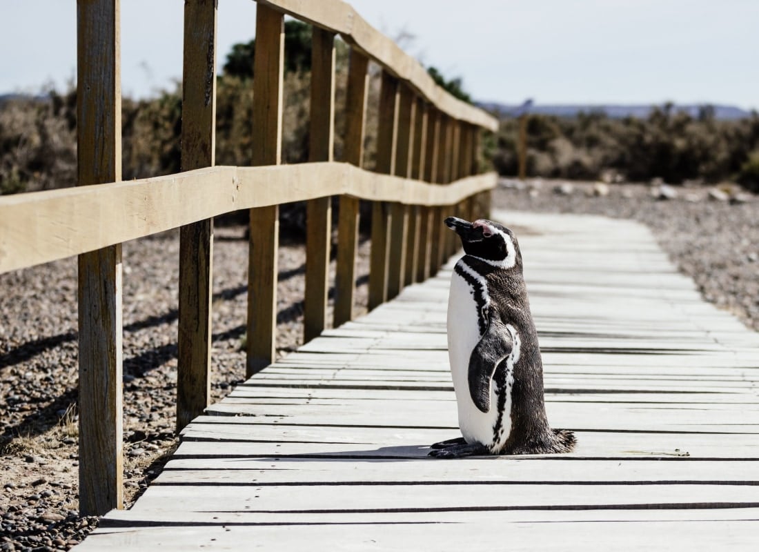 A penguin is standing on a wooden pathway overlooking the beach. 
