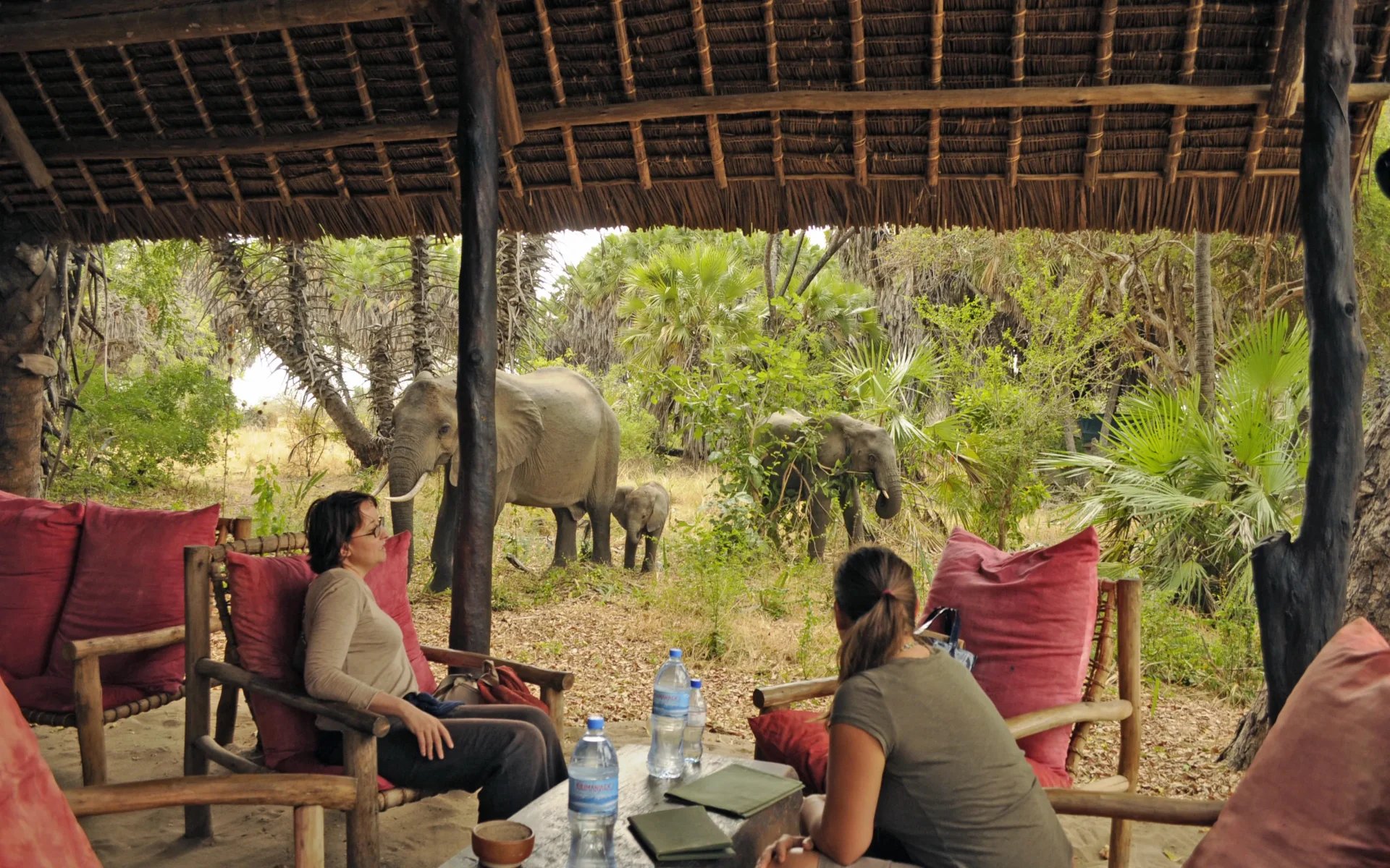 Two women gaze at a group of elephants wandering amidst foliage from the comfort of Lake Manze Camp's seating area.