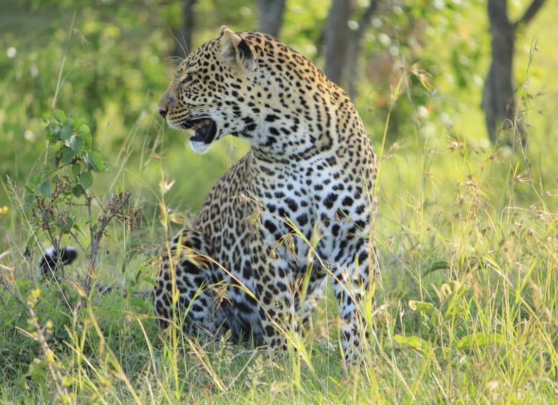 leopard_masai_mara_free_stock_photo_pixabay