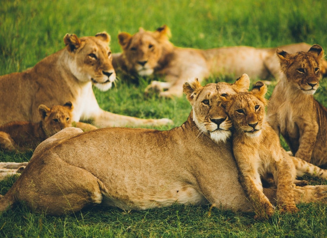 lion_masai_mara_kenya_free_stock_photo_unsplash_leonard-von-bibra_2019