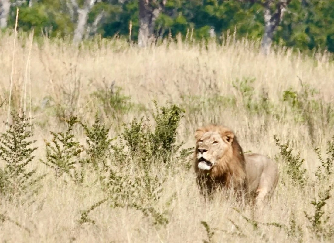 lion_zimbabwe_leonies_photos-1