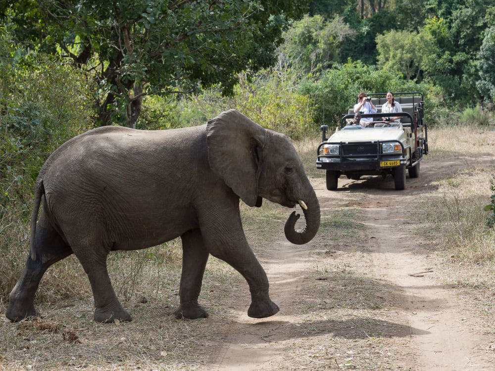 An elephant crosses the path of a safari vehicle from Mkulumadzi Lodge. 