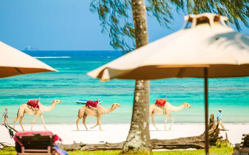 Three camels are walking across a white sand beach overlooking a turquoise sea, 