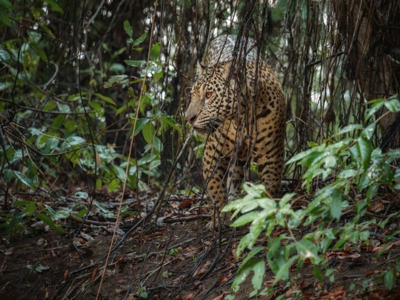Keep your eyes peeled for secretive jaguars in the Amazon