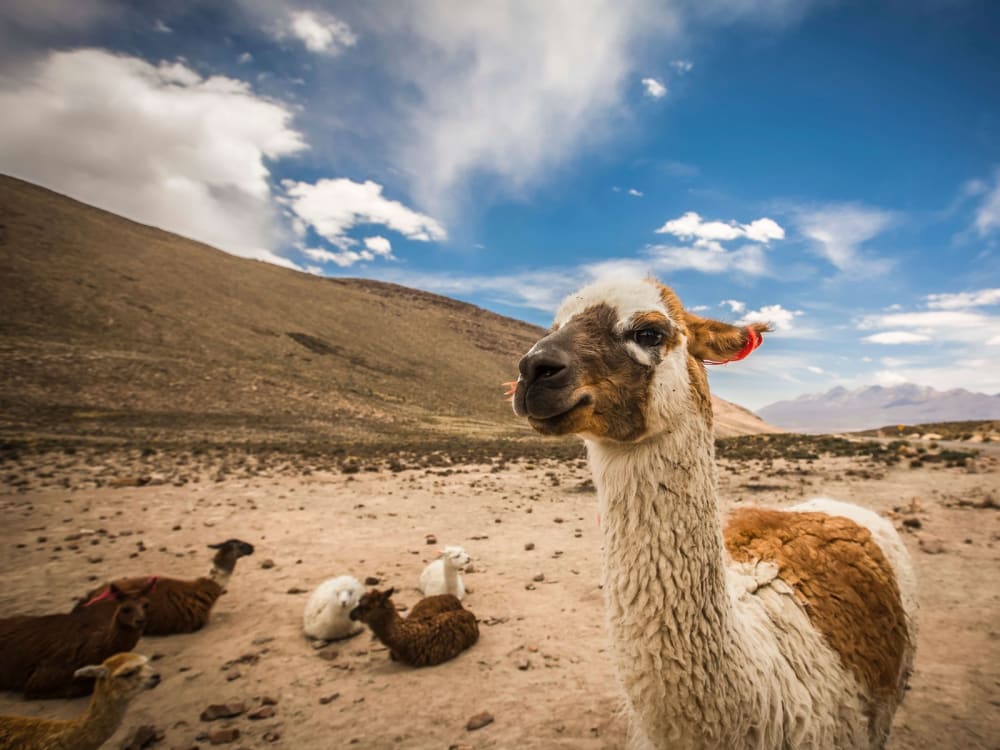peru_llama_ashmno-3