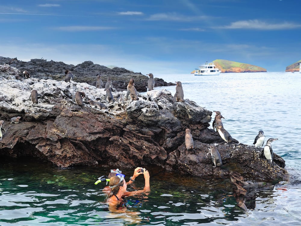 Women snorkelling and looking at penguins