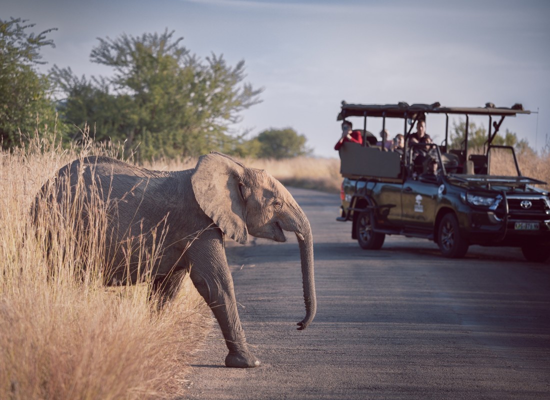 south_africa_elephant_free_stock_photo_unsplash_veit-hammer_2022-1
