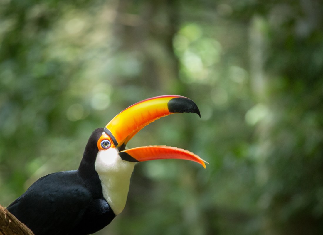 toucan_iguaza_qmkw6l-3