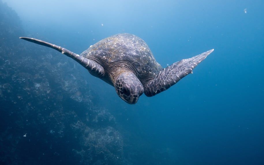 turtle_ecuador_dustin-haney-unsplash_2017