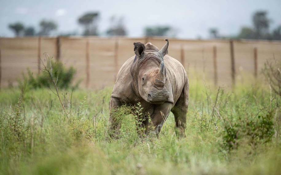 white-rhino-released-into-akagera-rwanda-gael-vande-weghe-african-parks_jpwi11