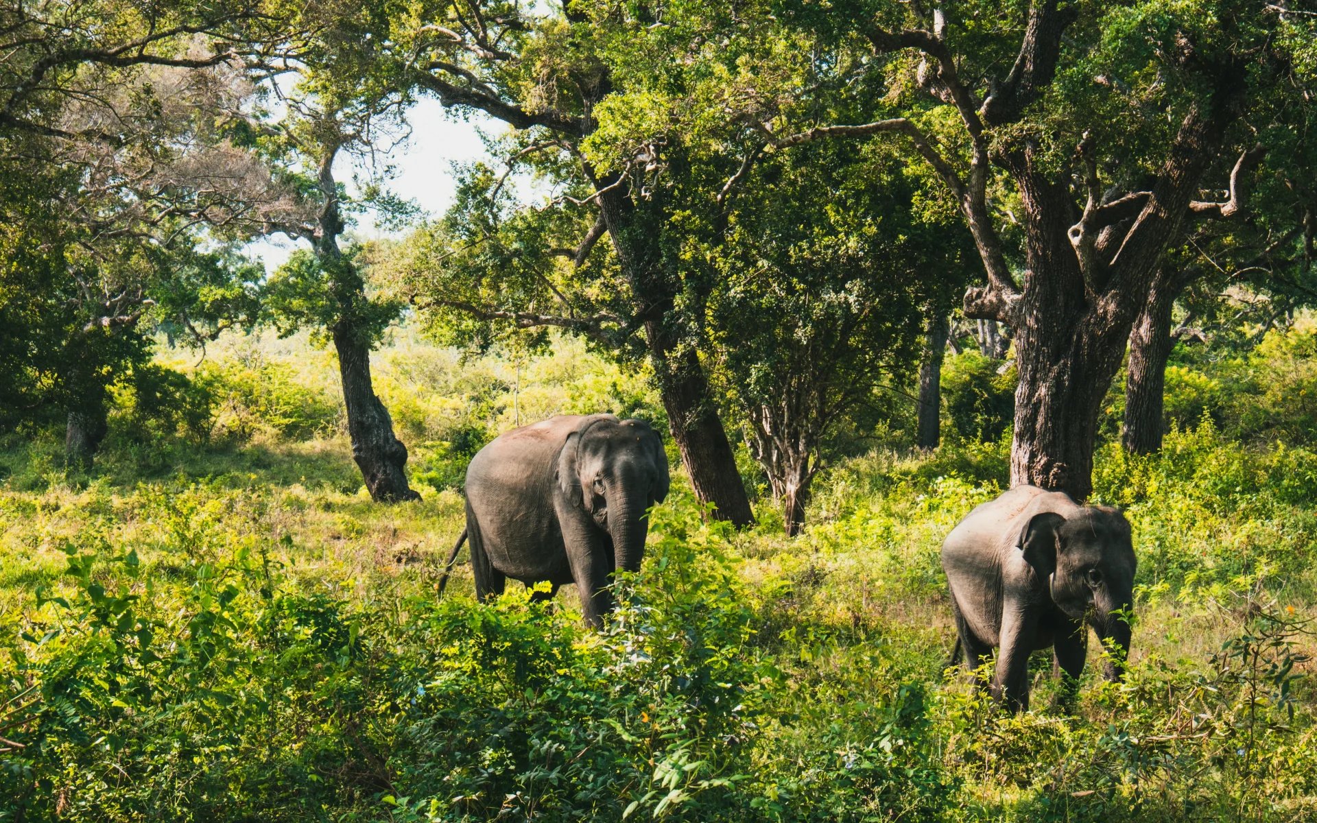 Two elephants in Yala National Park.